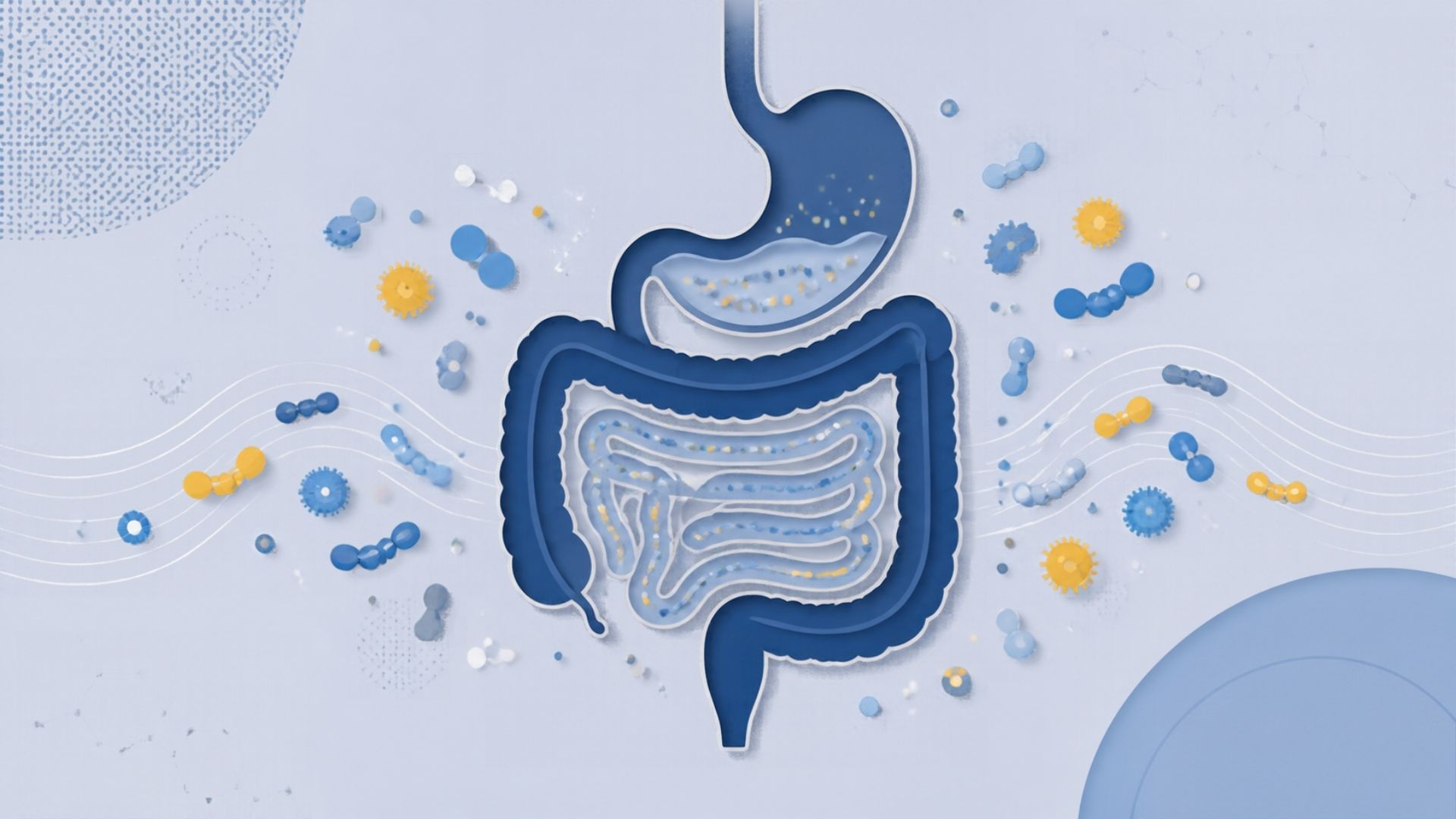Digestion, Gut Health and Microbiome Basics featured image