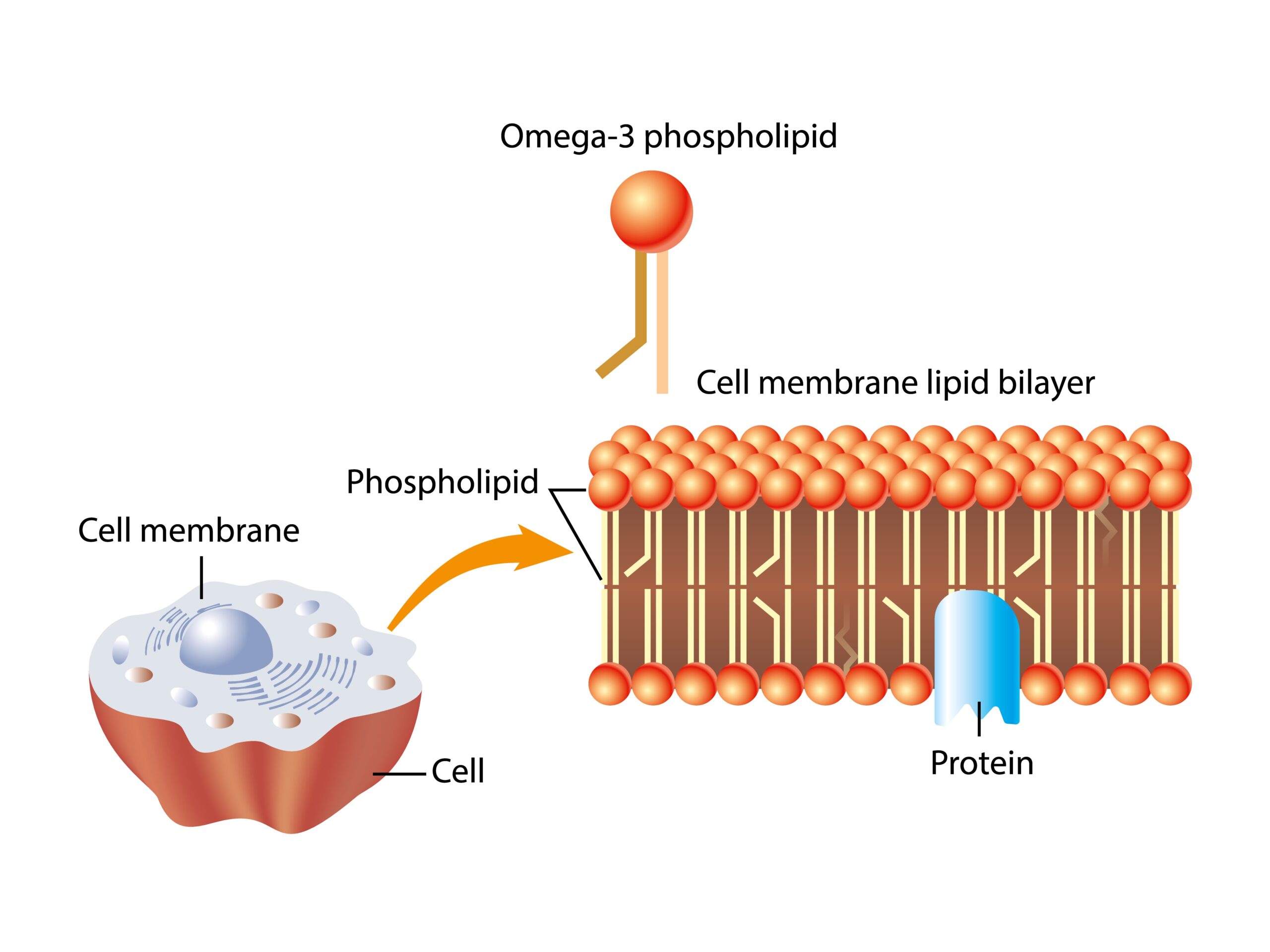 Cholesterol