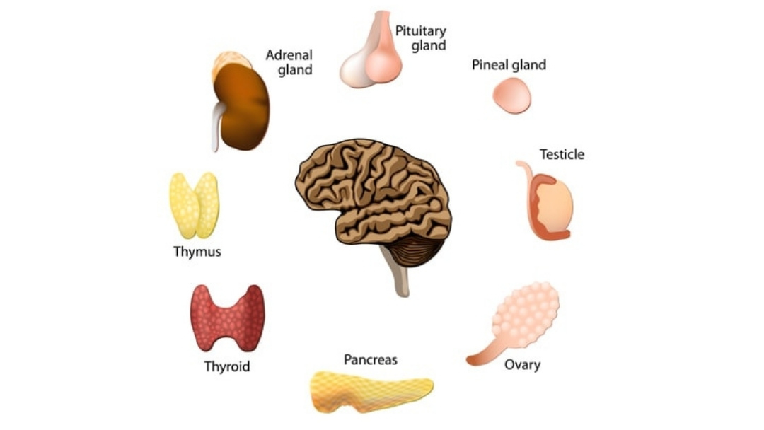 Endocrine Disruptors