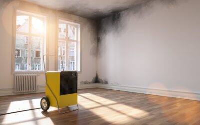 Is Mold in the Home Dangerous to Health?