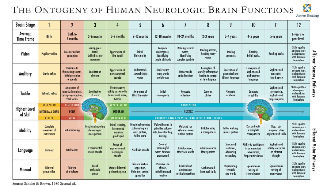 How a Child’s Brain Develops