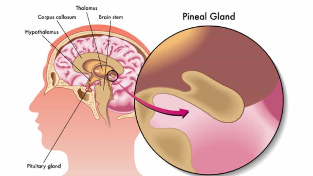 The Hypothalamus, Pituitary and Pineal Glands