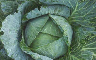 Low-to-No-Cost Detoxification Strategies