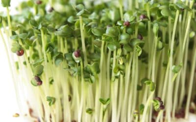 How Sulforaphane from Broccoli Sprouts Can Reduce Autism Symptoms