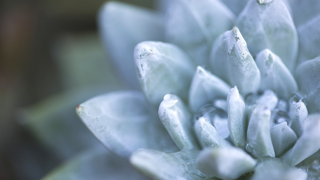 The Mind-Body-Spirit Principle and Energy Medicine
